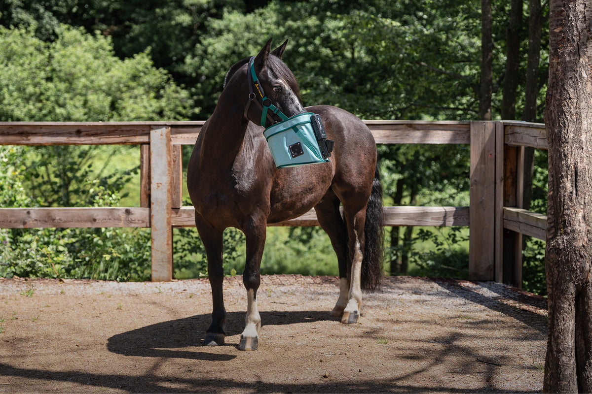 Pferd mit BIBO Pulmifier®