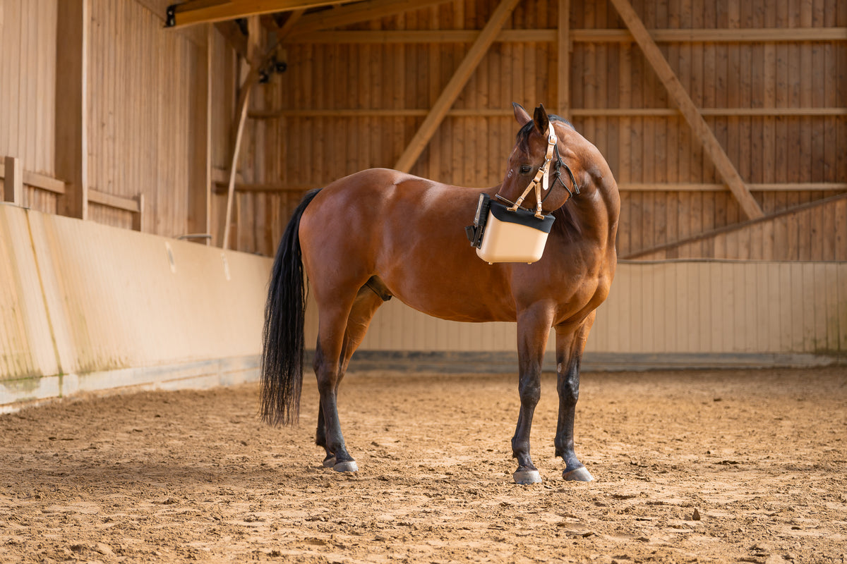 Pferd mit BIBO Pulmifier® und PE PureFit Maske