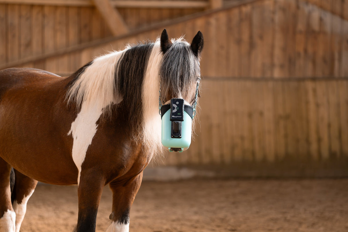 Pferd mit BIBO Pulmifier® und PE PureFit Maske