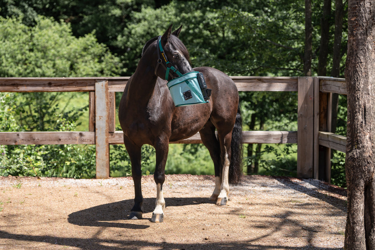 Pferd mit BIBO Pulmifier®