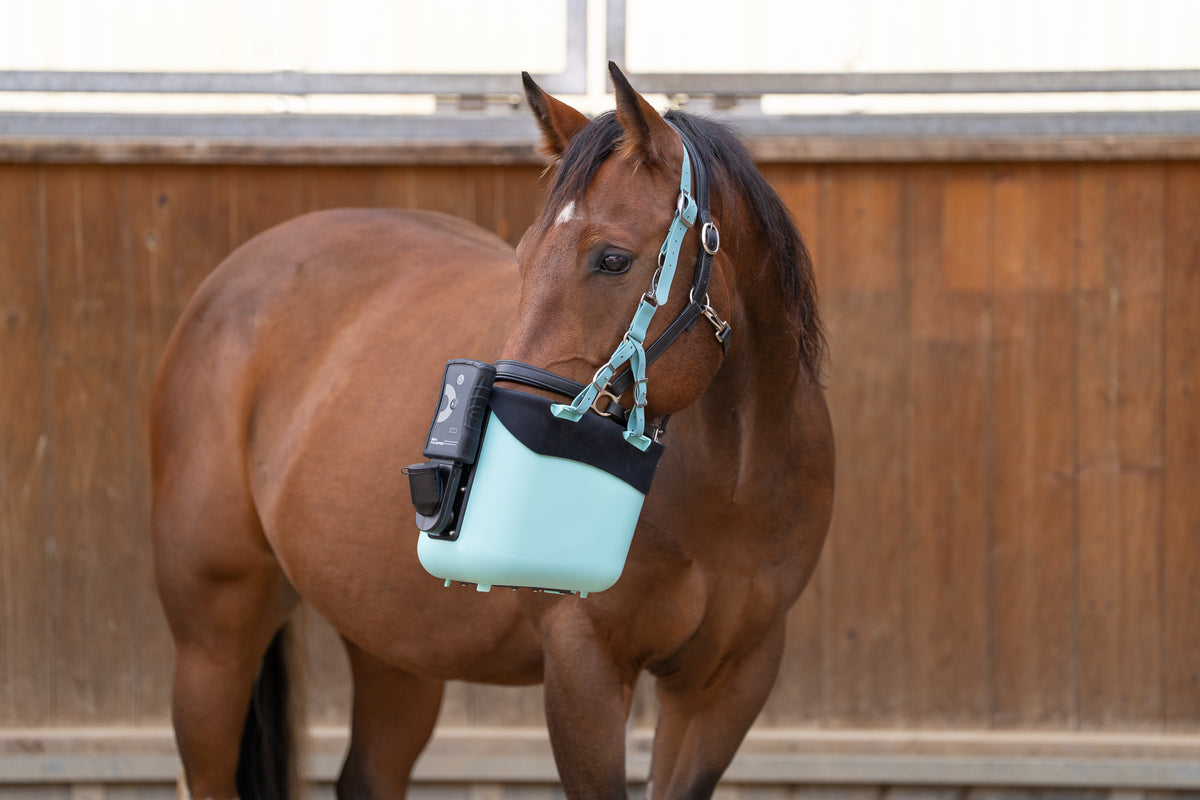 Pferd mit BIBO Pulmifier® und PE PureFit Maske