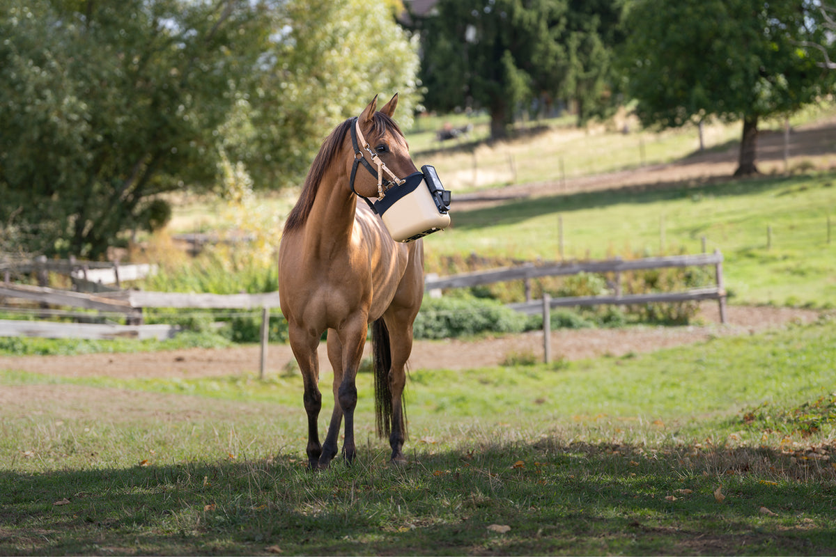 Pferd mit BIBO Pulmifier® und PE PureFit Maske