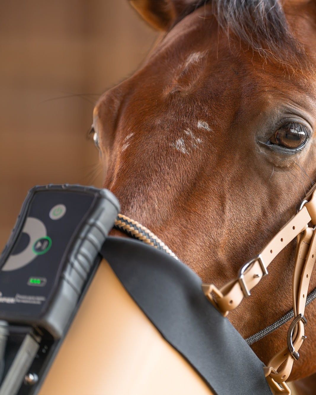 Pferd mit BIBO Pulmifier® und PE PureFit Maske